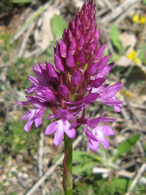 A pyramidalis